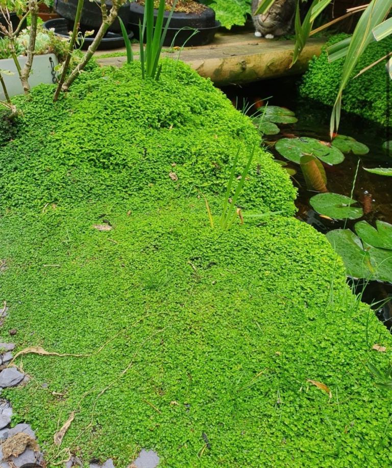 Pond, gardens, pots, terrariums, and hanging baskets