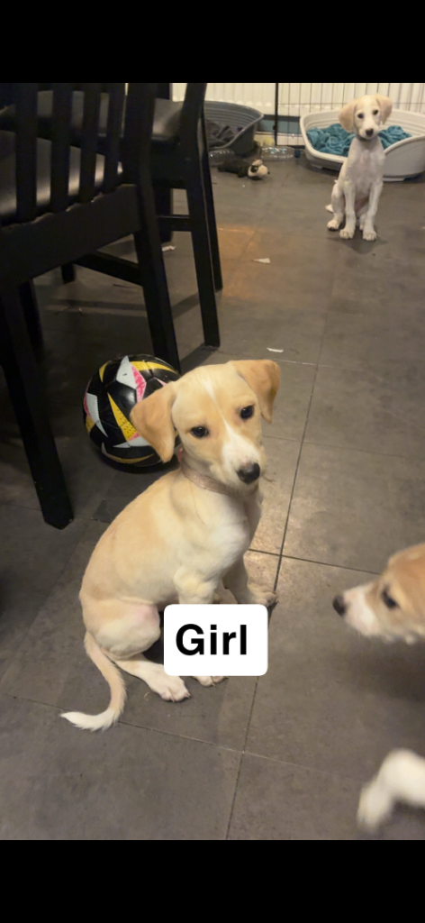 Saluki greyhound puppies