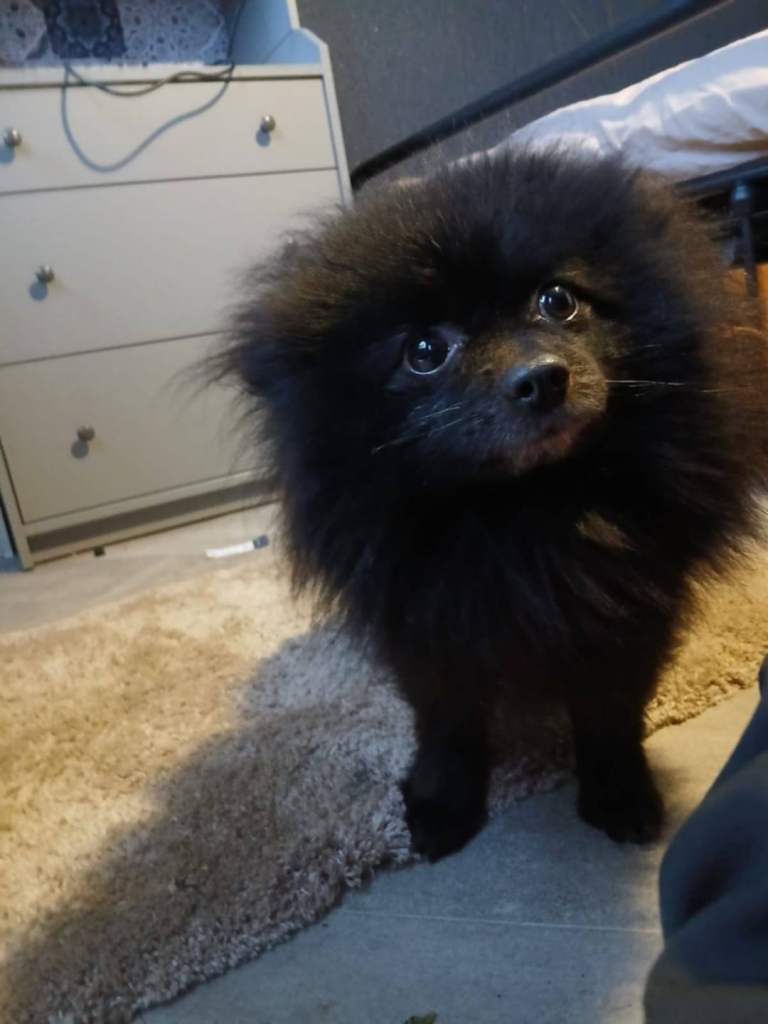Pomeranian 