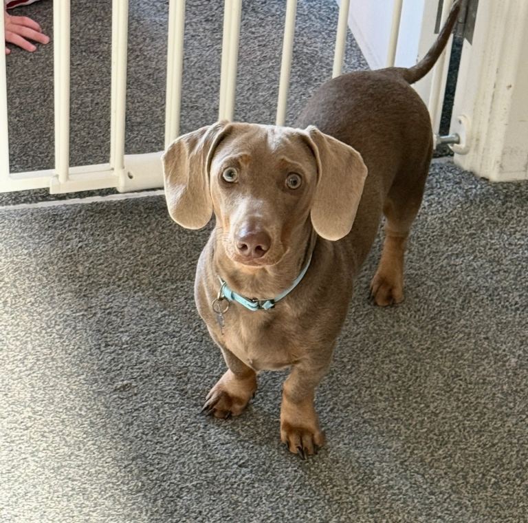 Dashound Sausage dog 1 years old 