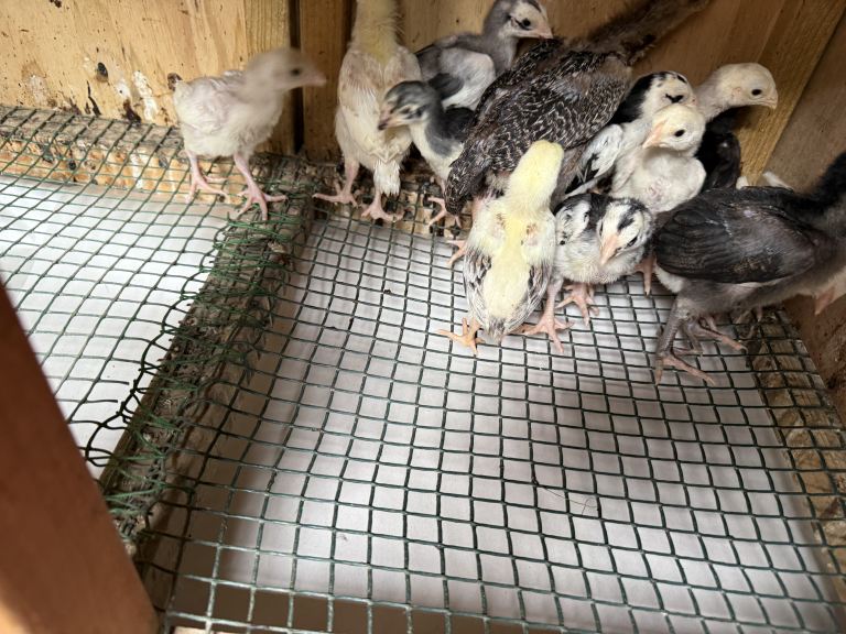 Baby Chicks for Parrot Beak and from Shamus 