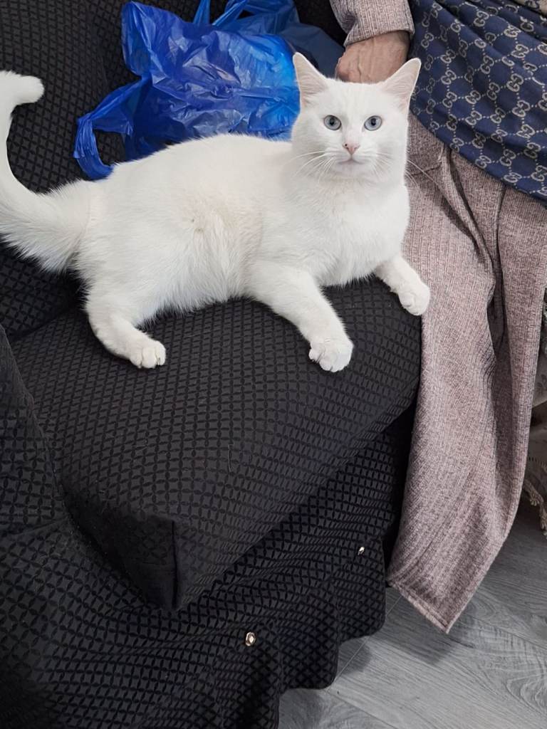 American Shorthair Cat