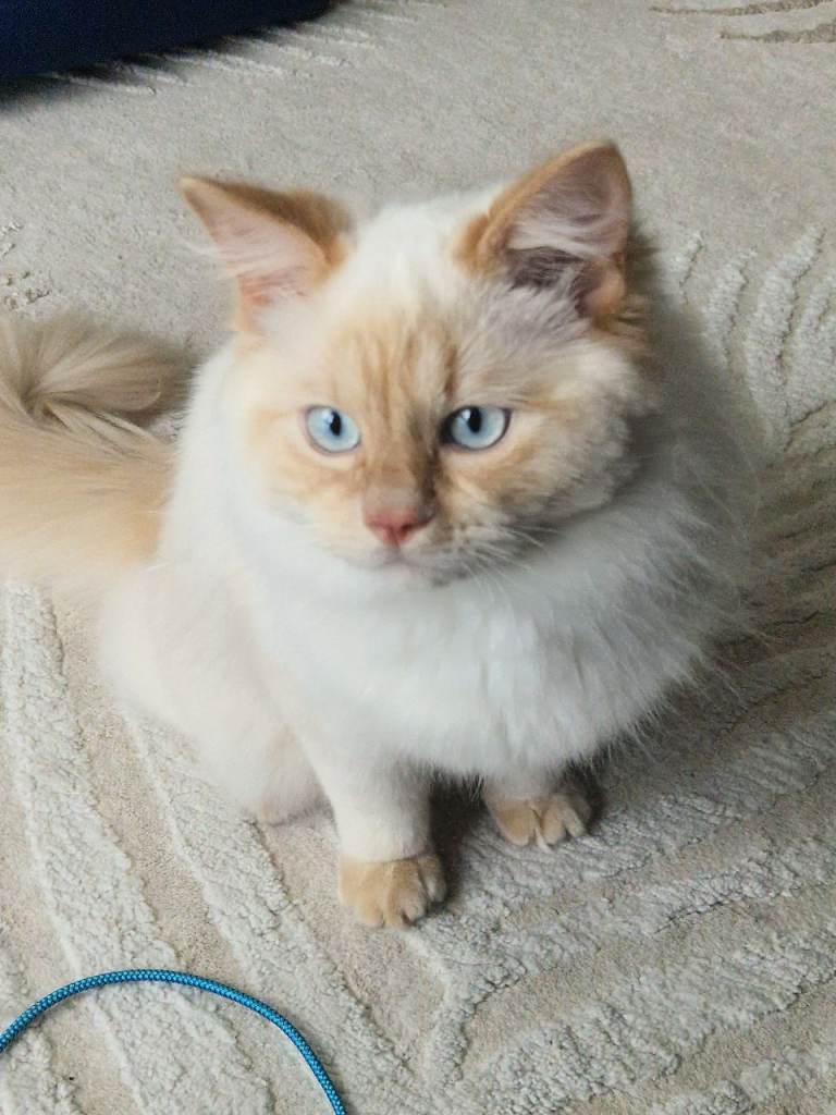 Ragdoll flame point