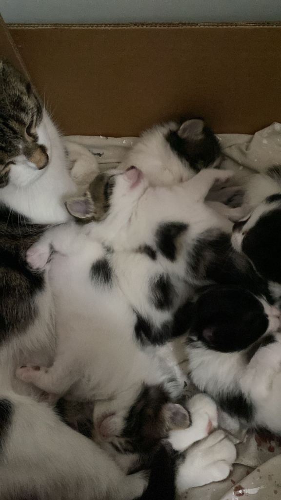 Mixed tabby and black and white kittens