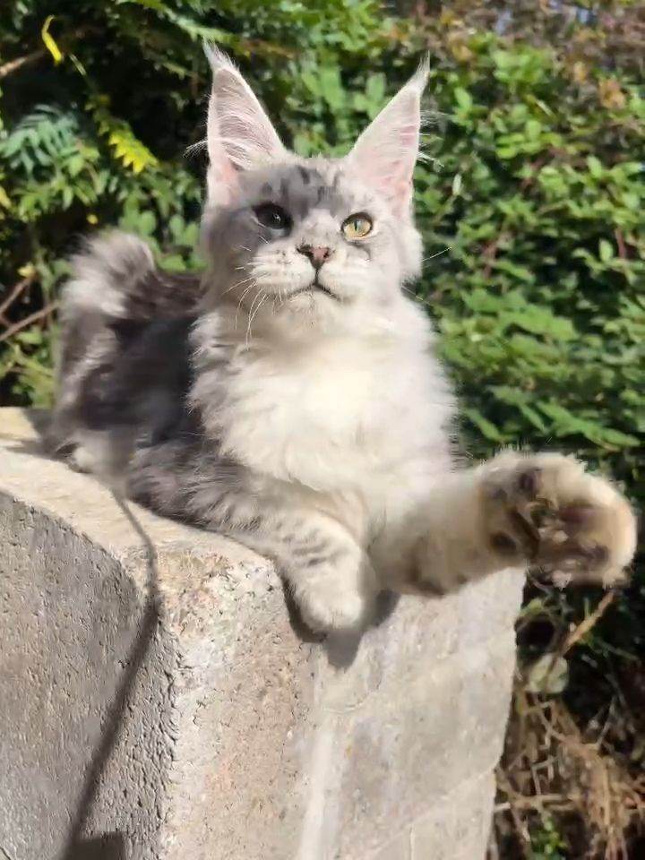 Maine Coon Kitten