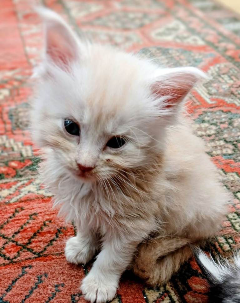 Maine coon kittens for sale 