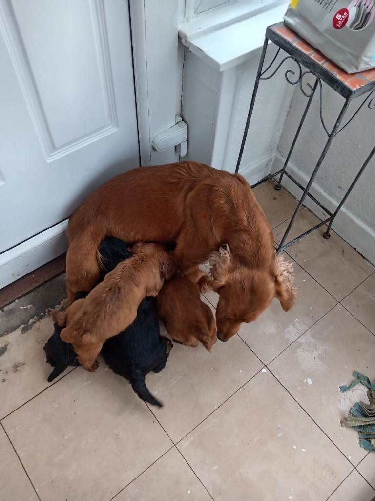 Cocker spaniel pups