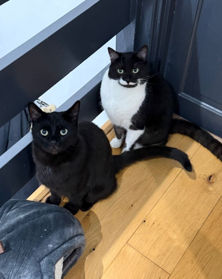 Beans and Pringle, 3 years male&female siblings are looking for a home