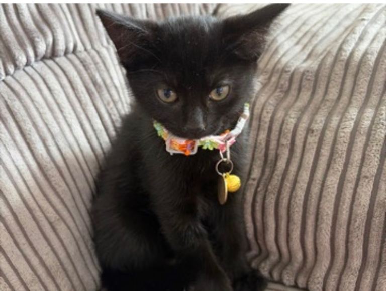 Kittens 