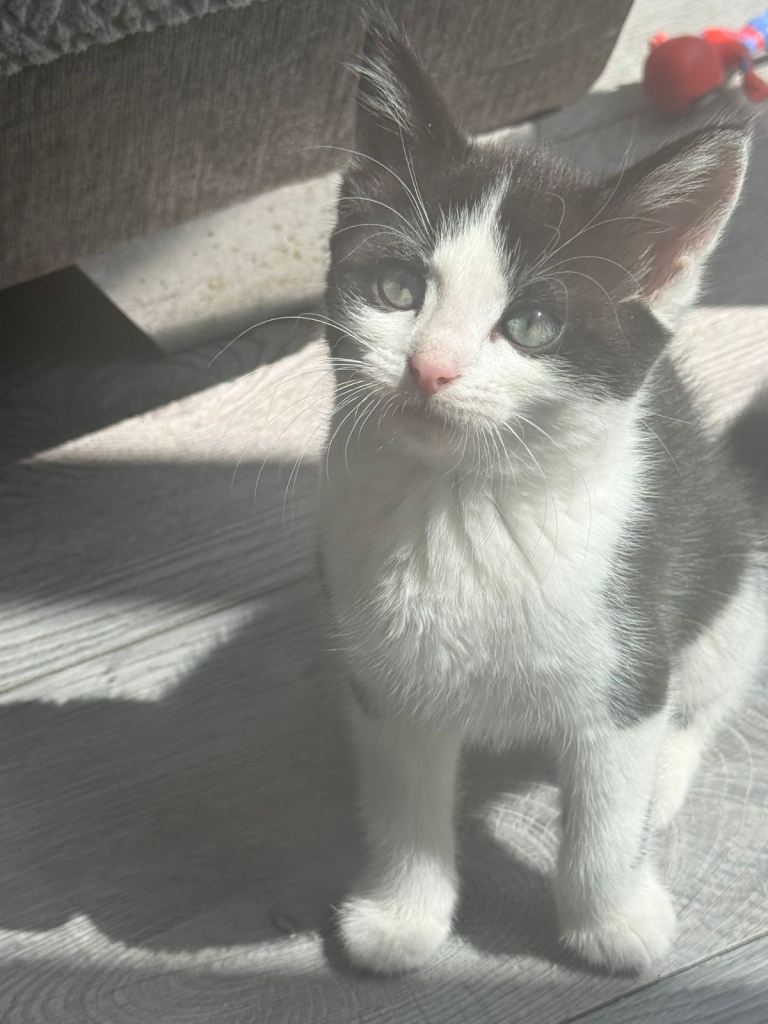 Fluffy mix breed kittens 