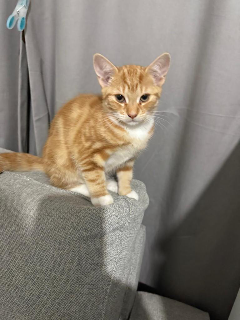 Four month old kitten 