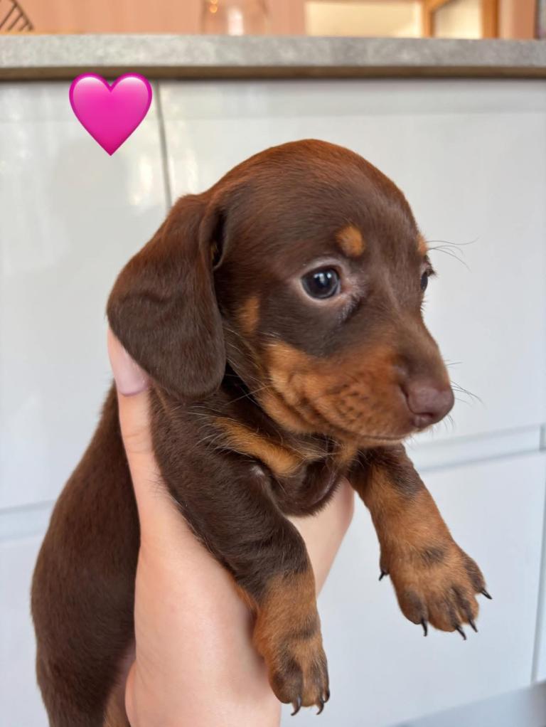 Two chocolate miniature dashchunds for sale 