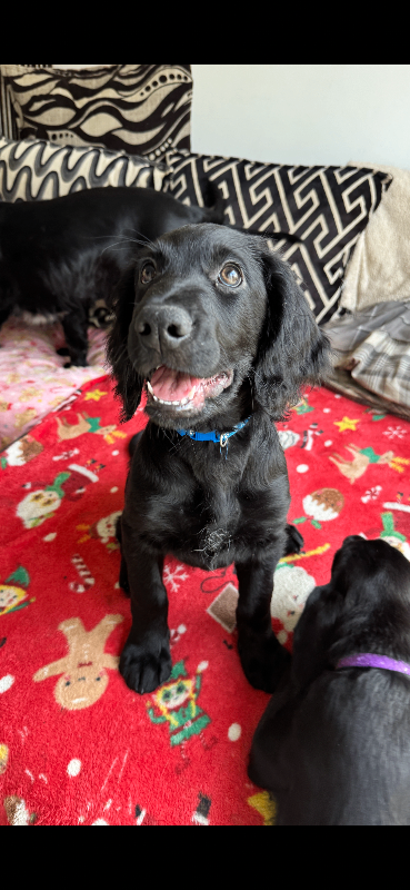 Irish setter x cocker spaniel puppies READY TO LEAVE- FULLY VACCINATED 