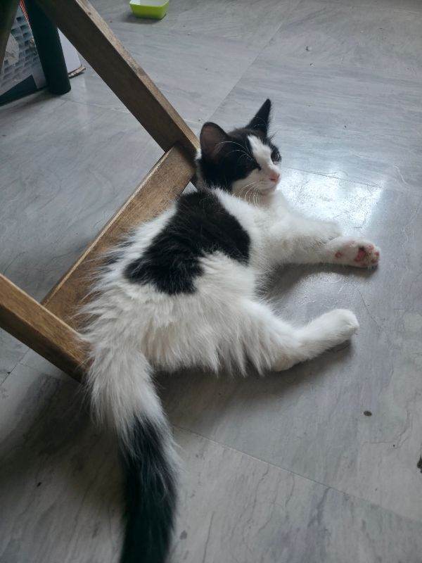 Male cat