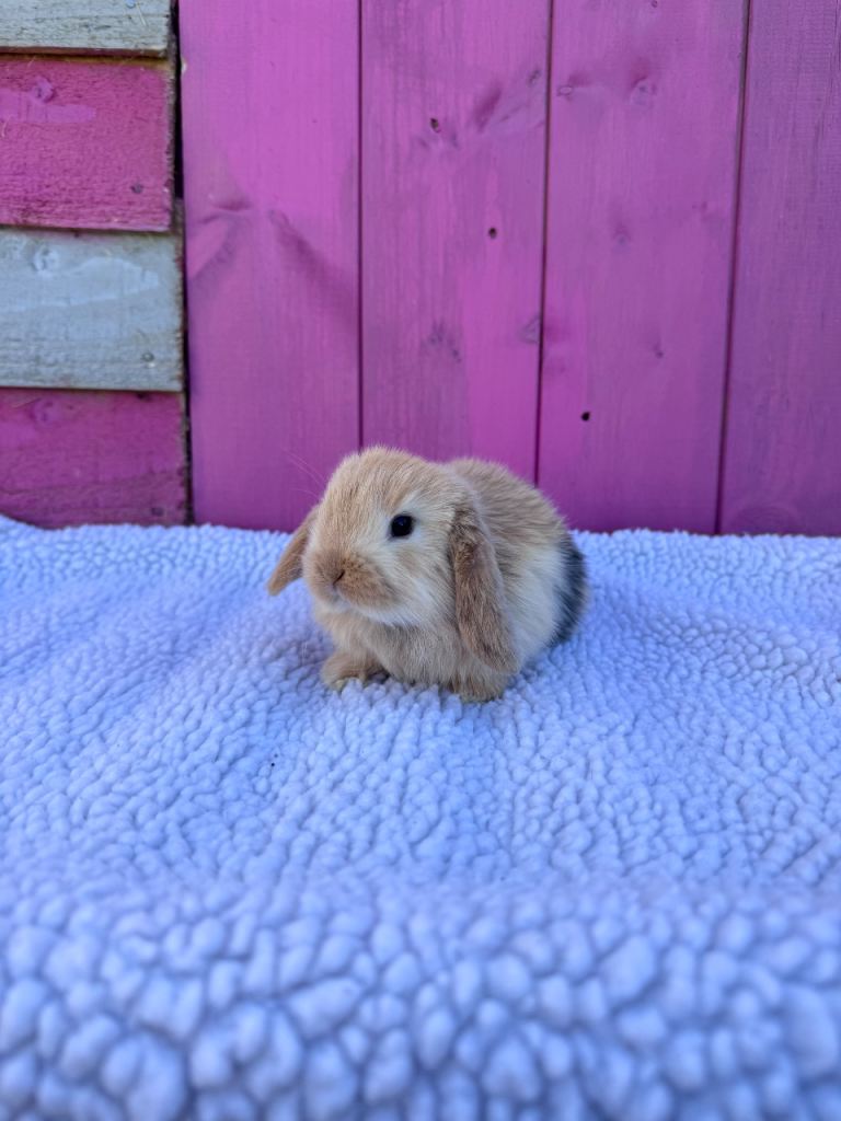 Pedigree Mini Lop babies 