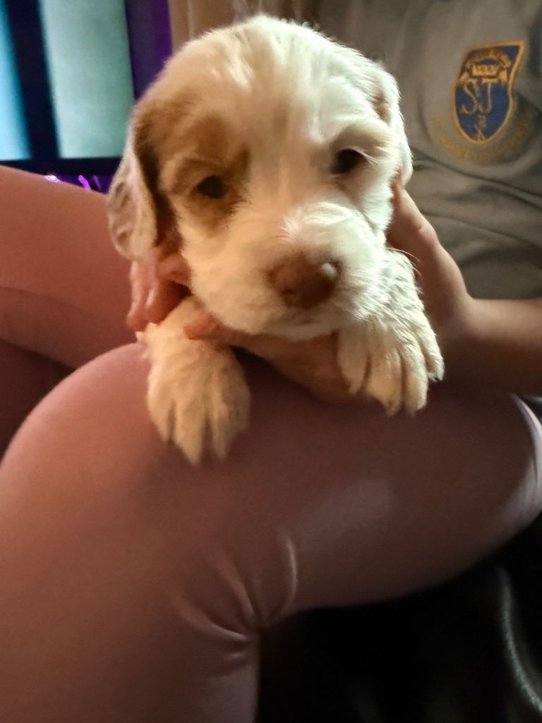 SPROKER PUPPIES 1x FEMALE LEFT