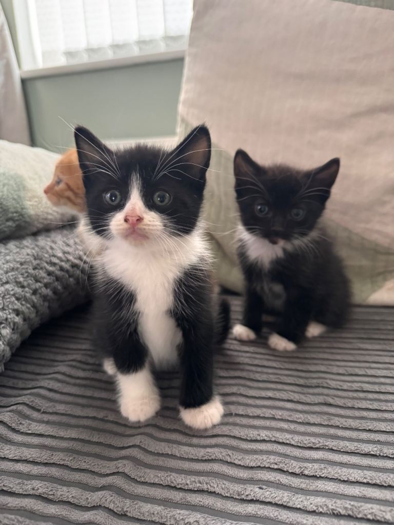 Beautiful Norwegian x kittens 2 black and white males left!!!! 