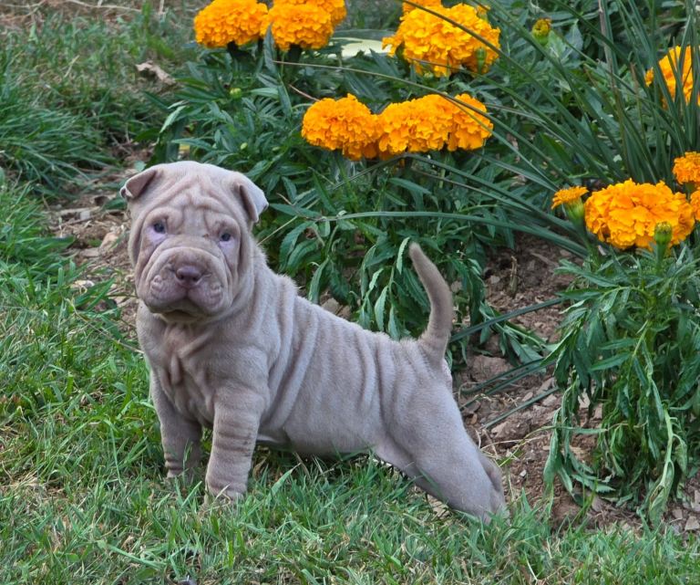 Stunning lilac shar pei puppy