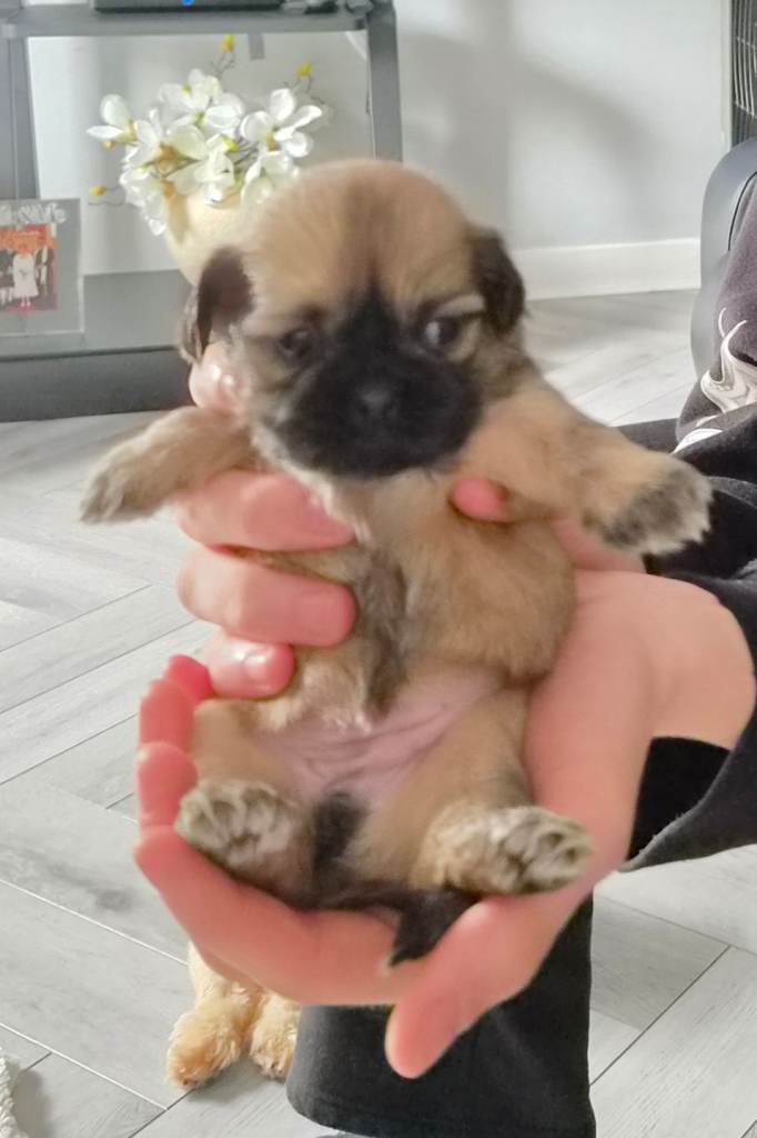 Shih tzu puppies 