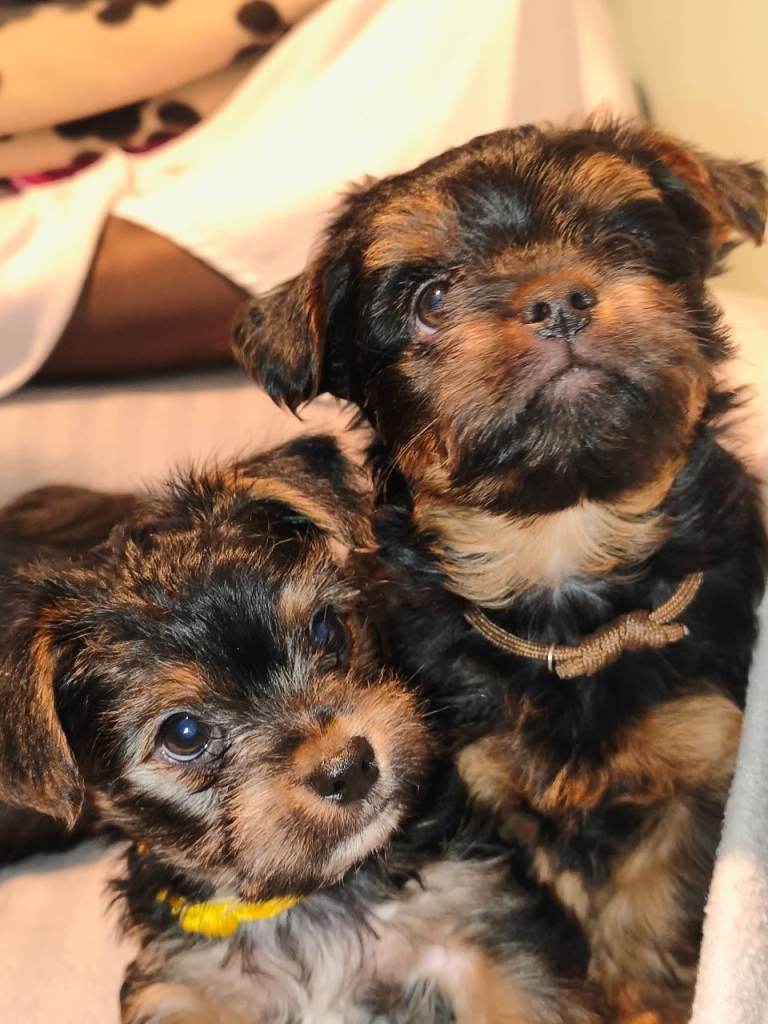 3 beautiful Yorkshire terrier boys