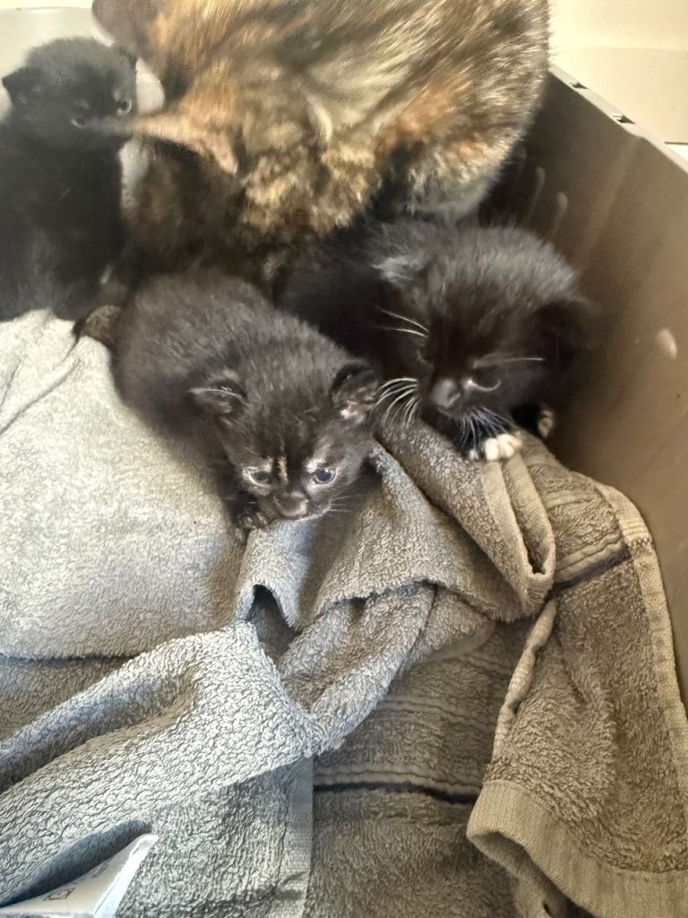 Kittens 