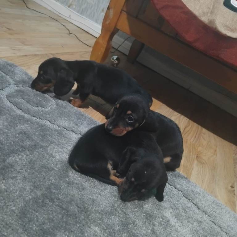 Dachshund puppies 