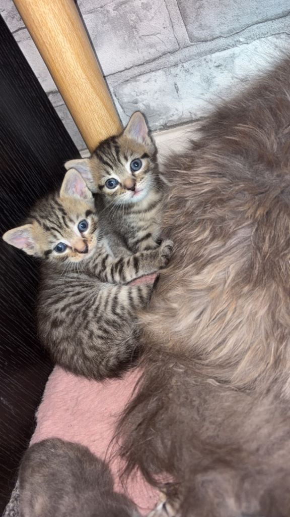 6 beautiful kittens 