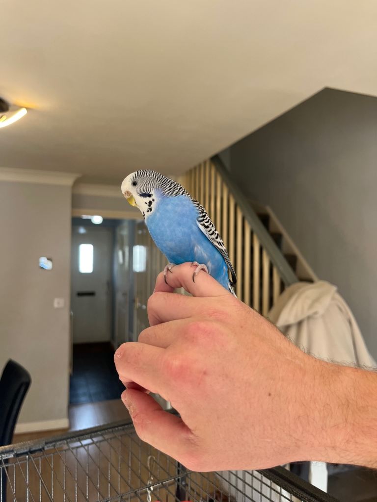 Two beautiful budgies