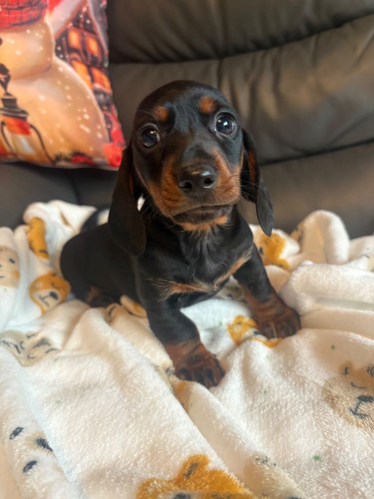 LAST 2 BOYS LEFT PRICE DROP Dachshund pups