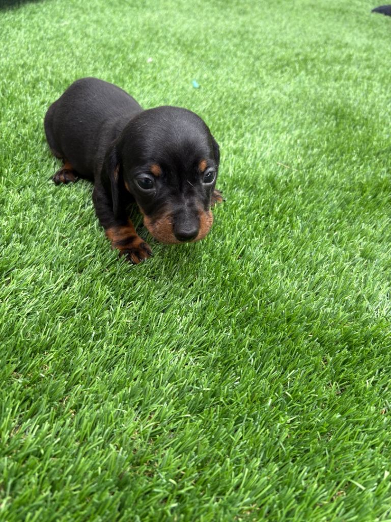Miniature Dashshund for sale 