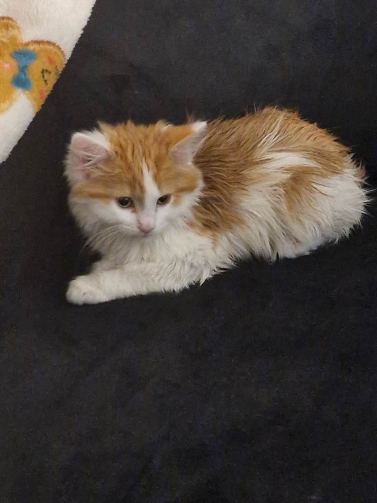 GINGER AND CREAM KITTEN