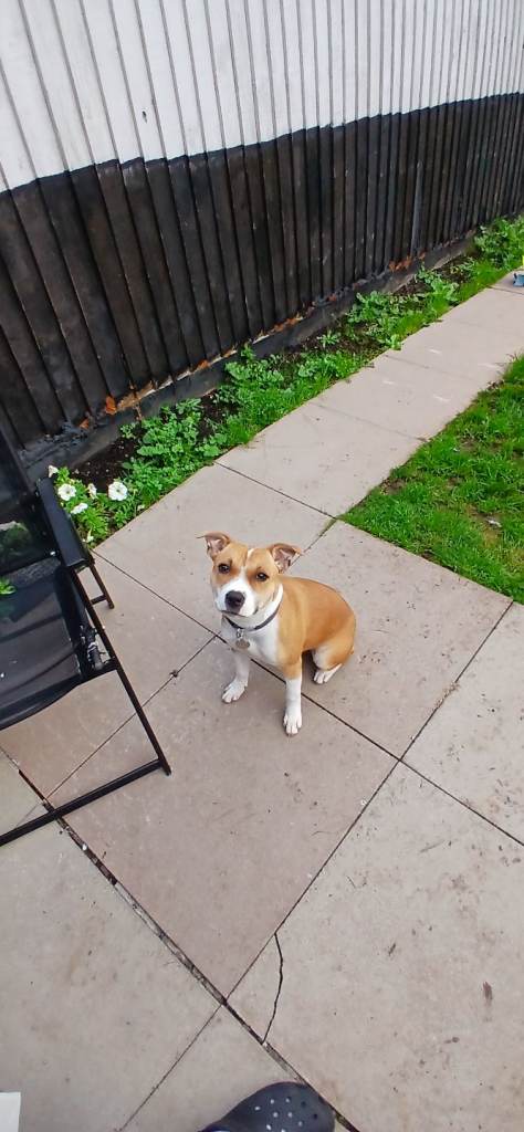 Staff puppy (girl)