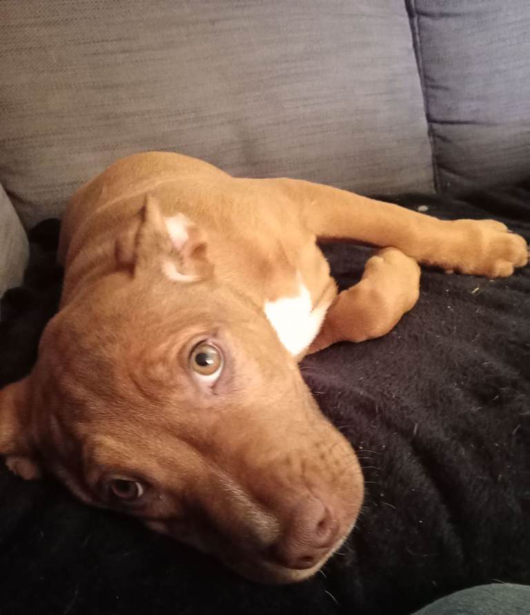 Staffordshire bull terriers