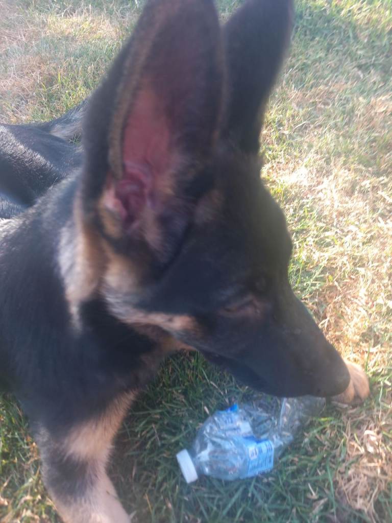 German shepherd 