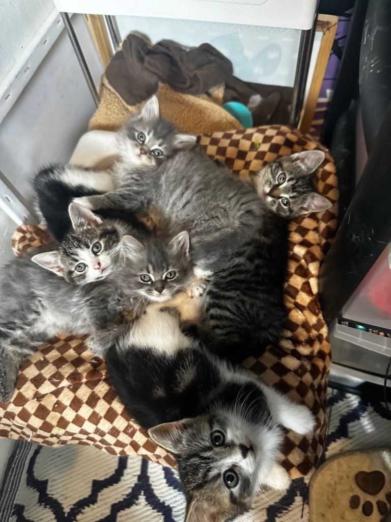 READY TO GO- 5 KITTENS ‼️‼️
