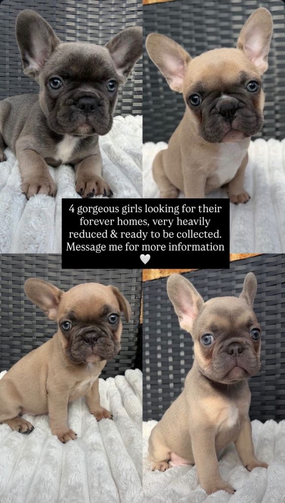 HEAVILY REDUCED, READY TO GO! French Bulldog Puppies! 🐾 🐶 