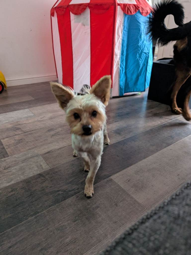 Yorkshire terrier female for rehoming 