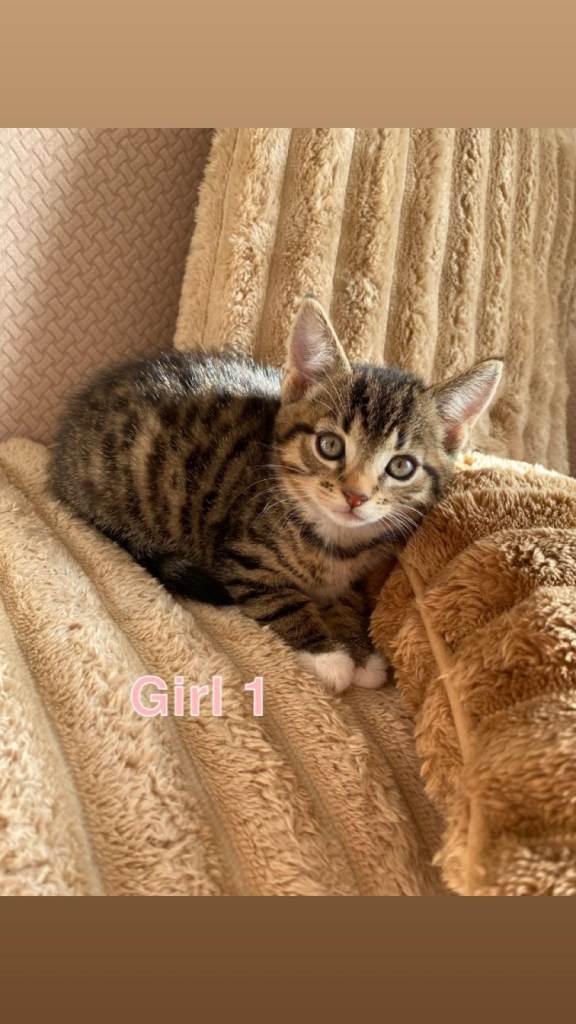kittens 1 boy & 1 girl (tabby)