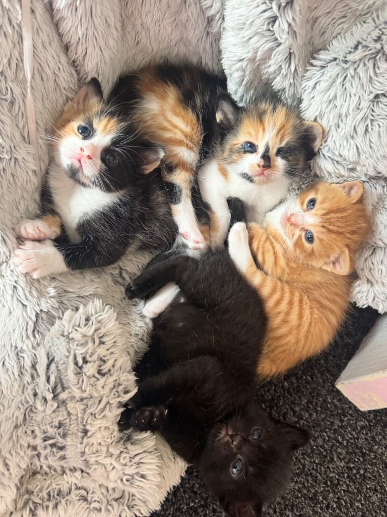 Kittens looking for new homes 