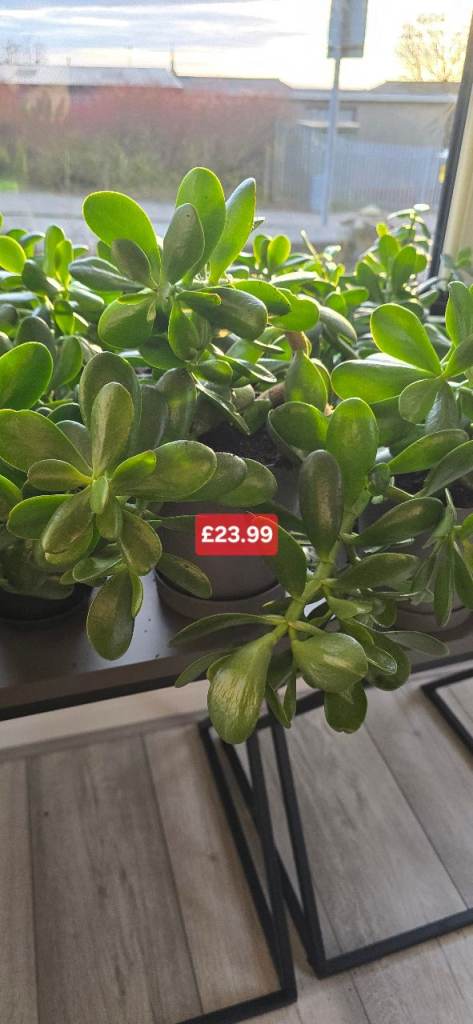 Large Jade Plant (Crassula Ovata) – Mature Money Tree Style Plant