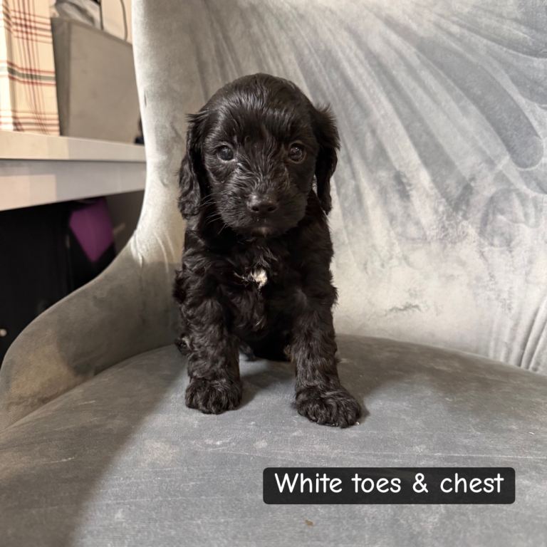 5 Cockapoo puppies  