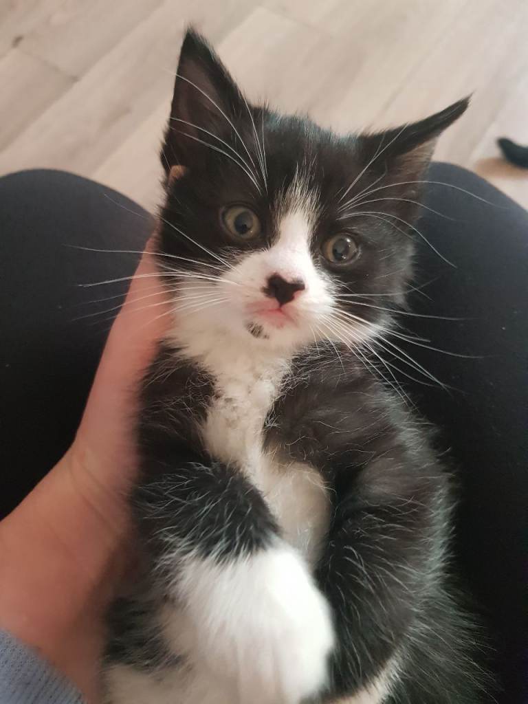 Male tuxedo kitten