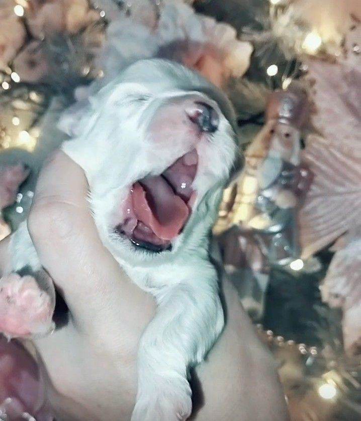 LAST PUPPY!! Stunning Maltese puppy