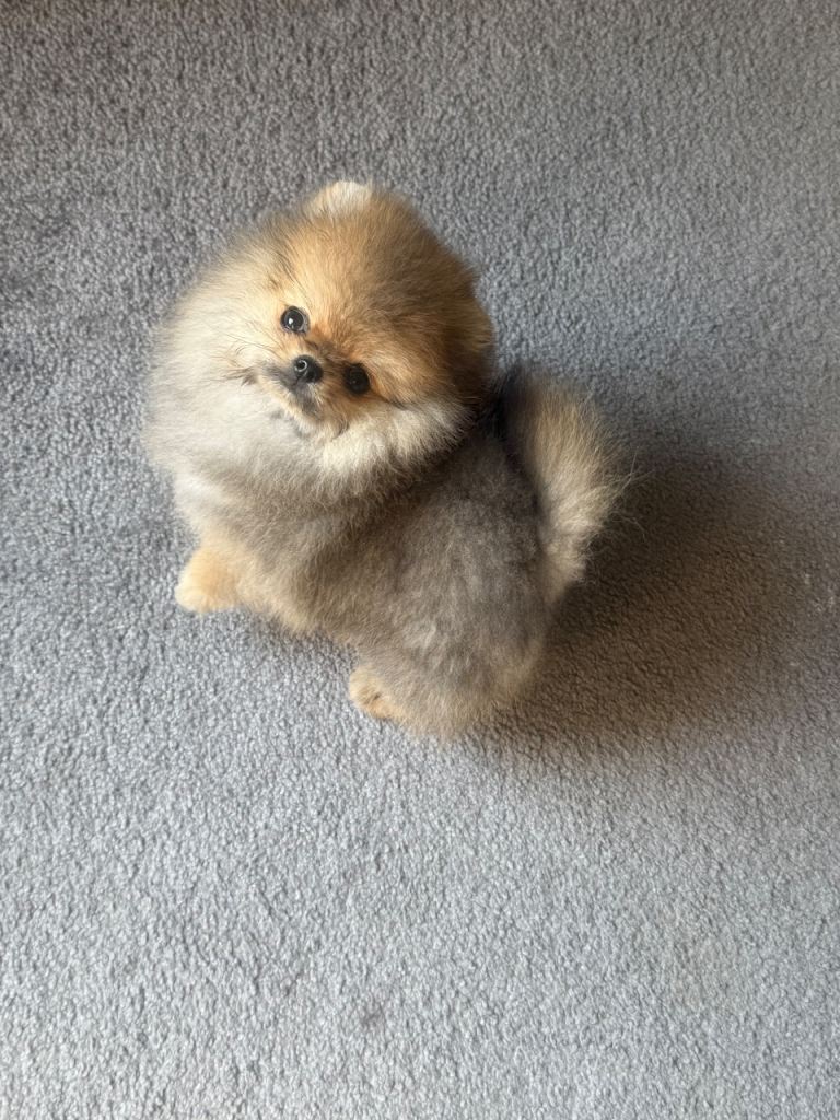 Pomeranian puppy KC registered 