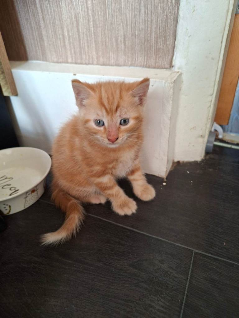 2 beautiful kittens 