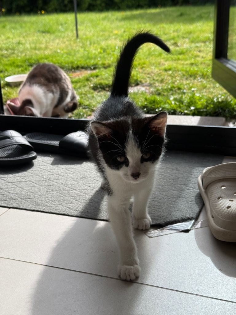 Male Kitten for sale £50 