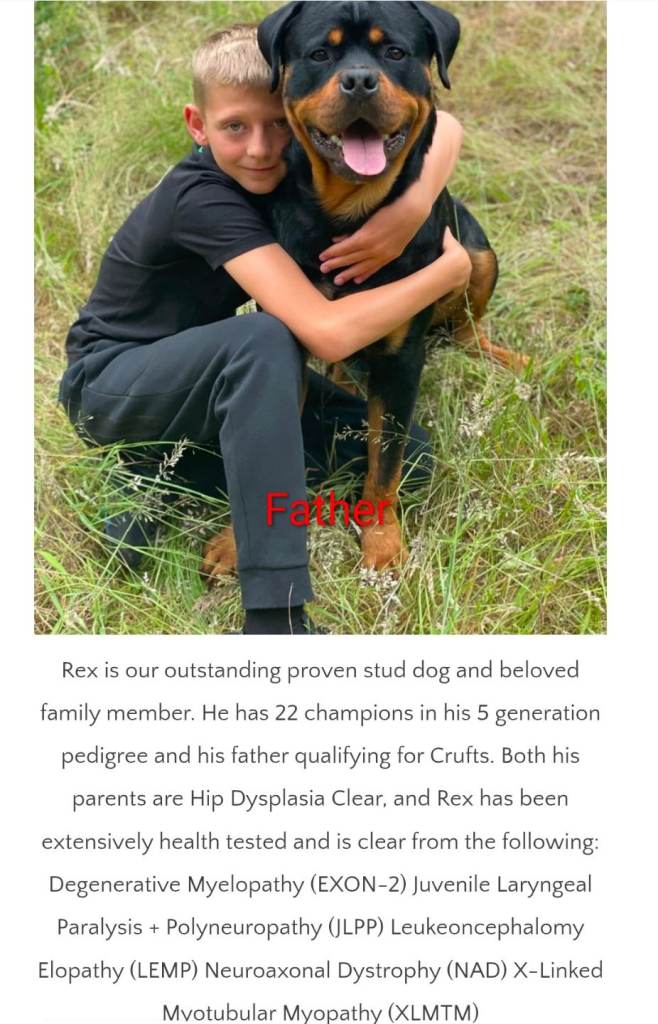 Purebred Rottweiler puppies 