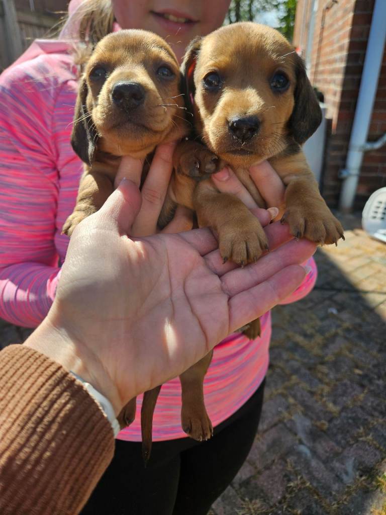 Miniature Dachshunds for sale