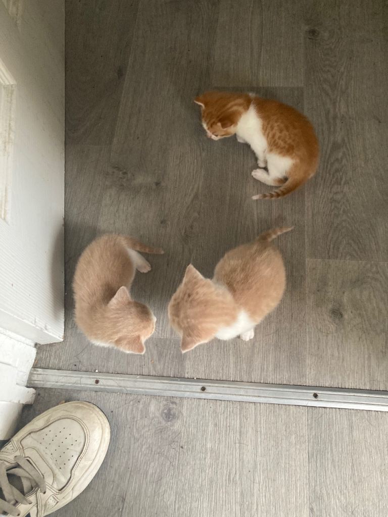 Kittens