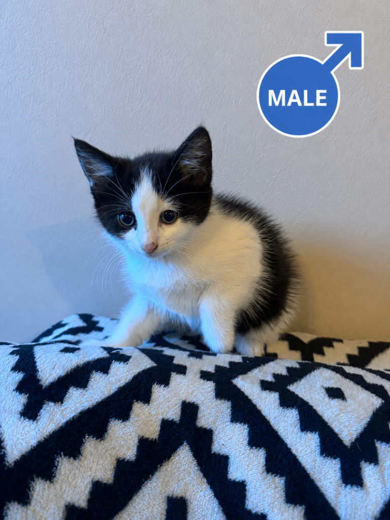 🐾Beautiful Kittens for sale 🐾